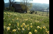 gm028-jonquilles-322281