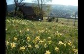 gm028-jonquilles-322281